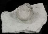 Large, Eucalyptocrinus Crinoid Crown With Arms - Indiana #14393-1